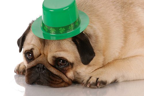 Pug with St. Patrick hat